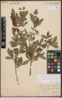 Foto von Salix appendiculata Vill. x Salix purpurea L.
